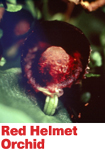 Red Helmet Orchid - Australian Bush Flower Relationship Essence